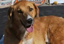 30 Lakh Dogs To Be Killed Moroccos Shocking Plan For Fifa World Cup - 2030