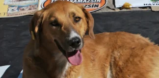 30 Lakh Dogs To Be Killed Moroccos Shocking Plan For Fifa World Cup - 2030