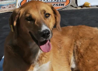 30 లక్షల కుక్కలు బలి? ఫుట్బాల్ వరల్డ్ కప్ కోసం మొరాకో దారుణ ప్లాన్ 30 Lakh Dogs To Be Killed Moroccos Shocking Plan For Fifa World Cup - 2030