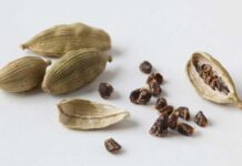 Drinking Cardamom Water On An Empty Stomach Has Many Benefits, Drinking Cardamom Water, Empty Stomach, Elaichi Water, Benefits, Cardamom Water Benefits, Drinking Elaichi Water On An Empty Stomach, Health Experts, Health News, Health Tips, Healthy Food, Healthy Diet, Fitness, Mango News, Mango News Telugu