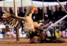 Beneath The Cockfighting Craze Gambling Boom And ₹300 Crore Bets,Cockfighting,Gambling,Illegal Betting,Sankranti Celebrations,Telugu States,Festivals,Mango News Telugu,Mango News,Makar Sankranti 2025,Happy Makar Sankranti 2025,Sankranti Festival,Makar Sankranti Celebrations 2025,Sankranti Festival 2025,Makar Sankranti 2025,Sankranti 2025,Sankranti Festival,Sankranti Festival History,Makar Sankranti History,Makar Sankranti Significance,Sankranti Celebrations,Sankranthi Celebrations In Godavari,Sankranthi Celebrations In Telugu States,Sankranti Festival Celebrations,Sankranti Celebrations In Andhra Pradesh,Sankranti Cockfighting Betting,Cockfights Sankranti Festivities In Andhra Pradesh,Makar Sankranti Cockfight and Gambling Events,Sankranti Cockfighting In Andhra Pradesh,Cock Fights Betting In Godavari Districts