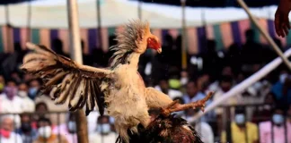 Beneath The Cockfighting Craze Gambling Boom And ₹300 Crore Bets,Cockfighting,Gambling,Illegal Betting,Sankranti Celebrations,Telugu States,Festivals,Mango News Telugu,Mango News,Makar Sankranti 2025,Happy Makar Sankranti 2025,Sankranti Festival,Makar Sankranti Celebrations 2025,Sankranti Festival 2025,Makar Sankranti 2025,Sankranti 2025,Sankranti Festival,Sankranti Festival History,Makar Sankranti History,Makar Sankranti Significance,Sankranti Celebrations,Sankranthi Celebrations In Godavari,Sankranthi Celebrations In Telugu States,Sankranti Festival Celebrations,Sankranti Celebrations In Andhra Pradesh,Sankranti Cockfighting Betting,Cockfights Sankranti Festivities In Andhra Pradesh,Makar Sankranti Cockfight and Gambling Events,Sankranti Cockfighting In Andhra Pradesh,Cock Fights Betting In Godavari Districts