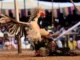 Beneath The Cockfighting Craze Gambling Boom And ₹300 Crore Bets,Cockfighting,Gambling,Illegal Betting,Sankranti Celebrations,Telugu States,Festivals,Mango News Telugu,Mango News,Makar Sankranti 2025,Happy Makar Sankranti 2025,Sankranti Festival,Makar Sankranti Celebrations 2025,Sankranti Festival 2025,Makar Sankranti 2025,Sankranti 2025,Sankranti Festival,Sankranti Festival History,Makar Sankranti History,Makar Sankranti Significance,Sankranti Celebrations,Sankranthi Celebrations In Godavari,Sankranthi Celebrations In Telugu States,Sankranti Festival Celebrations,Sankranti Celebrations In Andhra Pradesh,Sankranti Cockfighting Betting,Cockfights Sankranti Festivities In Andhra Pradesh,Makar Sankranti Cockfight and Gambling Events,Sankranti Cockfighting In Andhra Pradesh,Cock Fights Betting In Godavari Districts