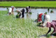 తెలంగాణలో వారి అకౌంట్లలోకి డబ్బులు Money In Their Accounts In Telangana, Money In Their Accounts, Indiramma Atmiya Bharosa, Indiramma Illu, Money In Farmers’ Accounts In Telangana, New Ration Card Issuance Schemes, Rythu Bharosa, New Ration Cards In Telangana, Telangana Government Good News, CM Revanth Reddy, Hyderabad Live Updates, Latest Hyderabad News, Telangana, TS Live Updates, Political News, Live Updates, Breaking News, Headlines, Live News, Mango News, Mango News Telugu