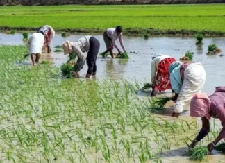 Money In Their Accounts In Telangana, Money In Their Accounts, Indiramma Atmiya Bharosa, Indiramma Illu, Money In Farmers’ Accounts In Telangana, New Ration Card Issuance Schemes, Rythu Bharosa, New Ration Cards In Telangana, Telangana Government Good News, CM Revanth Reddy, Hyderabad Live Updates, Latest Hyderabad News, Telangana, TS Live Updates, Political News, Live Updates, Breaking News, Headlines, Live News, Mango News, Mango News Telugu