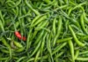 Dont Take Green Chilies Lightly