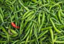 పచ్చిమిర్చిని లైట్ తీసుకోకండి.. Dont Take Green Chilies Lightly