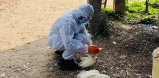 Can You Eat Chicken Is Bird Flu A Real Threat AP Government Clarifies