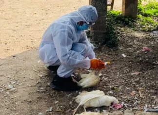 Can You Eat Chicken Is Bird Flu A Real Threat AP Government Clarifies