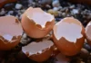 Not Just Eggs Eggshells Are Also Good, Eggshells Are Also Good, Benefits Of Eggshells, Advantanges Of Eggshells, Eggs, Eggshells, Uses Of Eggshells, Egg Shells Uses, Eggs, Egg Shells Benefits, Egg Shells Powder, Health Tips, Healthy Food, Healthy Diet, Fitness, Mango News, Mango News Telugu