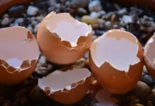 Not Just Eggs Eggshells Are Also Good, Eggshells Are Also Good, Benefits Of Eggshells, Advantanges Of Eggshells, Eggs, Eggshells, Uses Of Eggshells, Egg Shells Uses, Eggs, Egg Shells Benefits, Egg Shells Powder, Health Tips, Healthy Food, Healthy Diet, Fitness, Mango News, Mango News Telugu