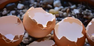 Not Just Eggs Eggshells Are Also Good, Eggshells Are Also Good, Benefits Of Eggshells, Advantanges Of Eggshells, Eggs, Eggshells, Uses Of Eggshells, Egg Shells Uses, Eggs, Egg Shells Benefits, Egg Shells Powder, Health Tips, Healthy Food, Healthy Diet, Fitness, Mango News, Mango News Telugu