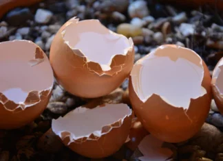 Not Just Eggs Eggshells Are Also Good, Eggshells Are Also Good, Benefits Of Eggshells, Advantanges Of Eggshells, Eggs, Eggshells, Uses Of Eggshells, Egg Shells Uses, Eggs, Egg Shells Benefits, Egg Shells Powder, Health Tips, Healthy Food, Healthy Diet, Fitness, Mango News, Mango News Telugu