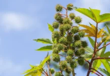 There Are Many Benefits Of Massaging Castor Oil On The Navel Daily