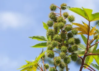 ఆముదాన్ని రోజూ నాభిపై మసాజ్ చేస్తే ఎన్నో ఉపయోగాలు.. There Are Many Benefits Of Massaging Castor Oil On The Navel Daily