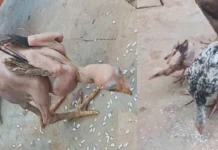 Featherless Rooster Genetic Disorder Or Natures Wonder