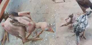 Featherless Rooster Genetic Disorder Or Natures Wonder