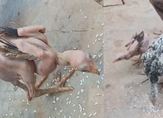 ఈకలేని కోడిపుంజు.. నడుస్తుంది.. తింటోంది.. స్థానికుల ఆశ్చర్యం Featherless Rooster Genetic Disorder Or Natures Wonder
