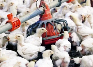 Mysterious Virus Shakes Poultry Industry Chicken Prices Crash, Mysterious Virus Shakes Poultry Industry, Chicken Prices Crash, Mysterious Virus, Virus To Poultry Forms, Chicken, Chicken Prices, H5N1 Virus, Poultry Industry, Hyderabad, Hyderabad Live Updates, Latest Hyderabad News, Telangana, TS Politics, TS Live Updates, Andhra Pradesh, AP Live Updates, AP Politics, Political News, Mango News, Mango News Telugu