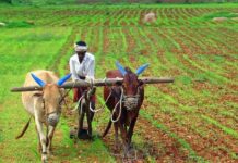 Financial Aid For Farmers First Phase Begins In April, Financial Aid For Farmers, First Phase Begins In April, Farmers Financial Aid Begins In April, Annadata Sukhibhava, AP Farmers Scheme, Chandrababu Naidu, Financial Aid, Kisan Samman Nidhi, Andhra Pradesh, AP Live Updates, AP Politics, Political News, Live Updates, Breaking News, Headlines, Live News, Mango News, Mango News Telugu