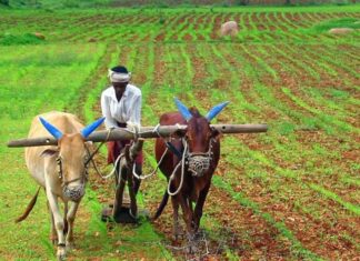 Financial Aid For Farmers First Phase Begins In April, Financial Aid For Farmers, First Phase Begins In April, Farmers Financial Aid Begins In April, Annadata Sukhibhava, AP Farmers Scheme, Chandrababu Naidu, Financial Aid, Kisan Samman Nidhi, Andhra Pradesh, AP Live Updates, AP Politics, Political News, Live Updates, Breaking News, Headlines, Live News, Mango News, Mango News Telugu