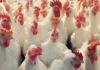Bird Flu Terror In Telugu States, Bird Flu Terror, Chickens, Chickens To Humans, Bird Flu Terror, Avian Influenza, Bird Flu, Zika Virus, Avian Influenza A, H5N1 Virus News, H5N1 Pandemic 2025, H5N1 Virus In Humans, Bird Flu, Threat Of Bird Flu, Bird Flu Virus, H5N1 Virus, Poultry Industry, Hyderabad, Hyderabad Live Updates, Latest Hyderabad News, Telangana, TS Politics, TS Live Updates, Andhra Pradesh, AP Live Updates, AP Politics, Political News, Mango News, Mango News Telugu