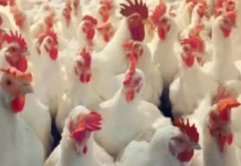 Bird Flu Terror In Telugu States, Bird Flu Terror, Chickens, Chickens To Humans, Bird Flu Terror, Avian Influenza, Bird Flu, Zika Virus, Avian Influenza A, H5N1 Virus News, H5N1 Pandemic 2025, H5N1 Virus In Humans, Bird Flu, Threat Of Bird Flu, Bird Flu Virus, H5N1 Virus, Poultry Industry, Hyderabad, Hyderabad Live Updates, Latest Hyderabad News, Telangana, TS Politics, TS Live Updates, Andhra Pradesh, AP Live Updates, AP Politics, Political News, Mango News, Mango News Telugu