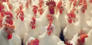 Bird Flu Terror In Telugu States, Bird Flu Terror, Chickens, Chickens To Humans, Bird Flu Terror, Avian Influenza, Bird Flu, Zika Virus, Avian Influenza A, H5N1 Virus News, H5N1 Pandemic 2025, H5N1 Virus In Humans, Bird Flu, Threat Of Bird Flu, Bird Flu Virus, H5N1 Virus, Poultry Industry, Hyderabad, Hyderabad Live Updates, Latest Hyderabad News, Telangana, TS Politics, TS Live Updates, Andhra Pradesh, AP Live Updates, AP Politics, Political News, Mango News, Mango News Telugu