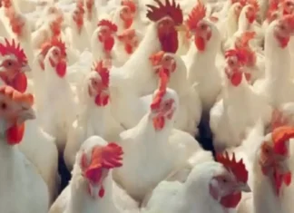 Bird Flu Terror In Telugu States, Bird Flu Terror, Chickens, Chickens To Humans, Bird Flu Terror, Avian Influenza, Bird Flu, Zika Virus, Avian Influenza A, H5N1 Virus News, H5N1 Pandemic 2025, H5N1 Virus In Humans, Bird Flu, Threat Of Bird Flu, Bird Flu Virus, H5N1 Virus, Poultry Industry, Hyderabad, Hyderabad Live Updates, Latest Hyderabad News, Telangana, TS Politics, TS Live Updates, Andhra Pradesh, AP Live Updates, AP Politics, Political News, Mango News, Mango News Telugu