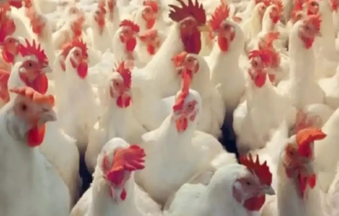 Bird Flu Terror In Telugu States, Bird Flu Terror, Chickens, Chickens To Humans, Bird Flu Terror, Avian Influenza, Bird Flu, Zika Virus, Avian Influenza A, H5N1 Virus News, H5N1 Pandemic 2025, H5N1 Virus In Humans, Bird Flu, Threat Of Bird Flu, Bird Flu Virus, H5N1 Virus, Poultry Industry, Hyderabad, Hyderabad Live Updates, Latest Hyderabad News, Telangana, TS Politics, TS Live Updates, Andhra Pradesh, AP Live Updates, AP Politics, Political News, Mango News, Mango News Telugu