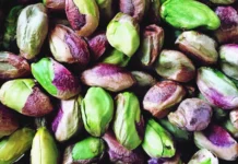 Are There All The Benefits Of Eating Pistachios Every Day, Eating Pistachios Every Day, Health Benefits Of Pistachios, Pistachios Benefits, Advantages Of Pistachios, Benefits Of Eating Pistachios, Benefits Of Eating Pistachios Every Day, Pista, Pistachios, Health, Health News, Health Tips, Healthy Food, Healthy Diet, Mango News, Mango News Telugu