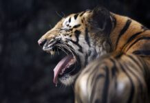 Farmers Unexpected Face Off With A Tiger What Happened Next Will Shock You, Farmers Unexpected Face Off With A Tiger, What Happened Next Will Shock You, Unexpected Face Off With A Tiger, Uttar Pradesh Tiger Incident, Farmer, Tiger, Uttar Pradesh, Viral Video, Wildlife, Latest Uttar Pradesh News, UP News, India, National News, Live Updates, Breaking News, Headlines, Live News, Mango News, Mango News Telugu