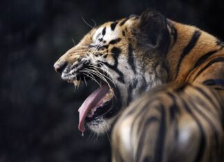 Farmers Unexpected Face Off With A Tiger What Happened Next Will Shock You, Farmers Unexpected Face Off With A Tiger, What Happened Next Will Shock You, Unexpected Face Off With A Tiger, Uttar Pradesh Tiger Incident, Farmer, Tiger, Uttar Pradesh, Viral Video, Wildlife, Latest Uttar Pradesh News, UP News, India, National News, Live Updates, Breaking News, Headlines, Live News, Mango News, Mango News Telugu