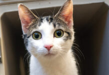 New Threat To Pet Cats FPV Virus Spreading Rapidly