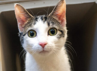 New Threat To Pet Cats FPV Virus Spreading Rapidly