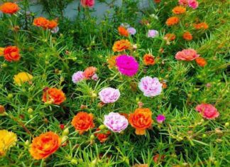 గులాబీతోనే కాదు..గడ్డి గులాబీతో కూడా బోలెడు లాభాలున్నాయట..