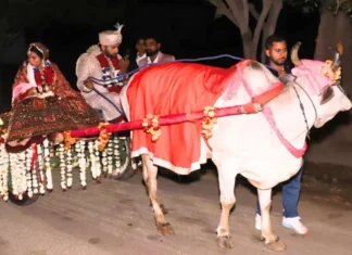 Unique Wedding In Ghaziabad Groom Accepts 11000 Saplings As Dowry, Unique Wedding In Ghaziabad, Ghaziabad Unique Wedding, Saplings As Dowry, 11000 Saplings Dowry, Eco Friendly Wedding, Ghaziabad Unique Marriage, Social Awareness Wedding, Sustainable Marriage Initiative, Ghaziabad, National News, International News, India, PM Modi, Live Updates, Breaking News, Live News, Mango News, Mango News Telugu