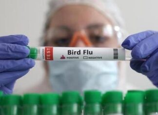 Girl Dies Of Bird Flu Is That The Reason,Mango News,Mango News Telugu,A Sporadic Case,Aiims Doctors,Bird Flu,Girl Dies Of Bird Flu,Influenza Subtype Influenza,Fatal H5N1 case reported in India's Andhra Pradesh state,Fatal H5N1 case,Bird Flu News,Bird Flu Latest News,Bird Flu Updates,Bird Flu Live Updates,Bird Flu In AP,First Human Death From Bird Flu In Andhra Pradesh,2 Year Old Girl Dies Due To Bird Flu In Andhra,Andhra Pradesh News,Andhra Pradesh Latest News,AP,AP News,AP Latest News,Andhra Pradesh,Bird Flu In Andhra Pradesh,Andhra Pradesh Bird Flu News,Bird Flu In Andhra,Bird Flu In AP