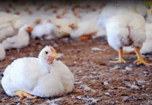 Bird Flu Scare In Telangana Authorities On High Alert,Bird Flu,Health Alert,Poultry Farm,telangana,Virus Outbreakxz,Mango News,Mango News Telugu,Telangana,Telangana News,Telangana Latest News,Telangana Bird Flu,Telangana Bird Flu News,Telangana Bird Flu Latest News,Bird Flu In Telangana,Bird Flu Outbreak In Telangana,Bird Flu Strikes Telangana,Poultry Farm Infected,Chickens,Poultry,Bird Flu Outbreak Near Hyderabad Claims Thousands Of Chickens,Bird Flu In Hyderabad,Bird Flu Scare In Telangana,Telangana On High Alert In View Of Bird Flu,Latest News On Bird Flu In Telangana,Bird Flu Cases
