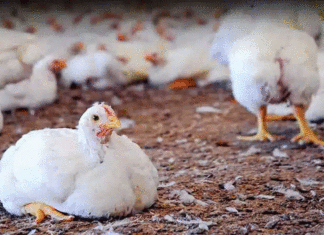 Bird Flu Scare In Telangana Authorities On High Alert,Bird Flu,Health Alert,Poultry Farm,telangana,Virus Outbreakxz,Mango News,Mango News Telugu,Telangana,Telangana News,Telangana Latest News,Telangana Bird Flu,Telangana Bird Flu News,Telangana Bird Flu Latest News,Bird Flu In Telangana,Bird Flu Outbreak In Telangana,Bird Flu Strikes Telangana,Poultry Farm Infected,Chickens,Poultry,Bird Flu Outbreak Near Hyderabad Claims Thousands Of Chickens,Bird Flu In Hyderabad,Bird Flu Scare In Telangana,Telangana On High Alert In View Of Bird Flu,Latest News On Bird Flu In Telangana,Bird Flu Cases