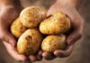 Do You Love Dishes Made With Potatoes But Take A Moment To Read This,Cancer,Does Eating Potatoes Cause Cancer?,Eating Potatoes Cause Cancer?,Otatoes,Potatoes Are Bad For Health,Mango News,Mango News Telugu,Health Tips,Food,Meals,Health Tips Telugu,Healthy Eating Tips,Healthy Eating Benefits,Health Care,Fitness,Diet Tips,Health Tips Telugu,Simple Diet,Fitness Tips,Lifestyle News In Telugu,Healthy Eating And Diet,Health Tips Eating,Potatoes,What Happens to Your Body When You Eat Potatoes,The Problem With Potatoes,Potato Side Effects,Side Effects Of Potato,Potatoes Unhealthy,Cancer Risk
