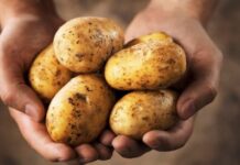 Do You Love Dishes Made With Potatoes But Take A Moment To Read This,Cancer,Does Eating Potatoes Cause Cancer?,Eating Potatoes Cause Cancer?,Otatoes,Potatoes Are Bad For Health,Mango News,Mango News Telugu,Health Tips,Food,Meals,Health Tips Telugu,Healthy Eating Tips,Healthy Eating Benefits,Health Care,Fitness,Diet Tips,Health Tips Telugu,Simple Diet,Fitness Tips,Lifestyle News In Telugu,Healthy Eating And Diet,Health Tips Eating,Potatoes,What Happens to Your Body When You Eat Potatoes,The Problem With Potatoes,Potato Side Effects,Side Effects Of Potato,Potatoes Unhealthy,Cancer Risk