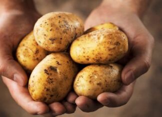 Do You Love Dishes Made With Potatoes But Take A Moment To Read This,Cancer,Does Eating Potatoes Cause Cancer?,Eating Potatoes Cause Cancer?,Otatoes,Potatoes Are Bad For Health,Mango News,Mango News Telugu,Health Tips,Food,Meals,Health Tips Telugu,Healthy Eating Tips,Healthy Eating Benefits,Health Care,Fitness,Diet Tips,Health Tips Telugu,Simple Diet,Fitness Tips,Lifestyle News In Telugu,Healthy Eating And Diet,Health Tips Eating,Potatoes,What Happens to Your Body When You Eat Potatoes,The Problem With Potatoes,Potato Side Effects,Side Effects Of Potato,Potatoes Unhealthy,Cancer Risk