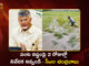 AP CM Chandrababu Seeks Immediate Report on Crop Damage After Cyclone Montha