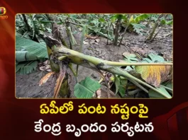 Central Team Two-Day Visit To Assess Crop Damage Caused By Montha Cyclone in AP