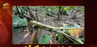 Central Team Two-Day Visit To Assess Crop Damage Caused By Montha Cyclone in AP