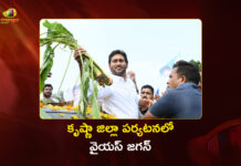 Ex-CM YS Jagan Tours Crop Loss Fields in Krishna District Post Montha Cyclone
