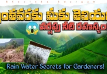 Rainwater The Ultimate Liquid Gold for Your Plants