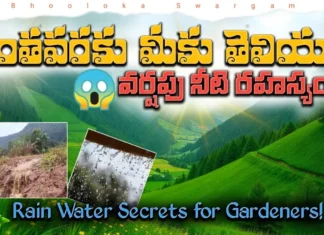 Rainwater The Ultimate Liquid Gold for Your Plants