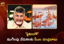 పులికాట్ తీరంలో ఫ్లెమింగో ఫెస్టివల్.. ముగింపు వేడుకలకు సీఎం చంద్రబాబు CM Chandrababu to Attend Flamingo Festival Closing Ceremony at Pulicat Lake on Jan 12